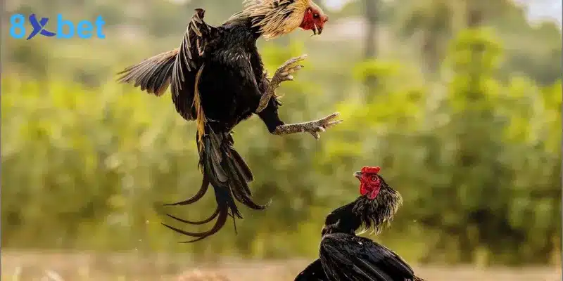 Bí Quyết Cá Cược Đá Gà Thomo Tăng Cơ Hội Chiến Thắng Cách tính điểm trong giải đấu đá gà Thomo