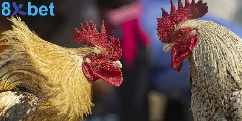 Đá gà trực tiếp - Giải trí kịch tính và đổi đời nhanh chóng Đá gà trực tiếp - Giải trí kịch tính và đổi đời nhanh chóng