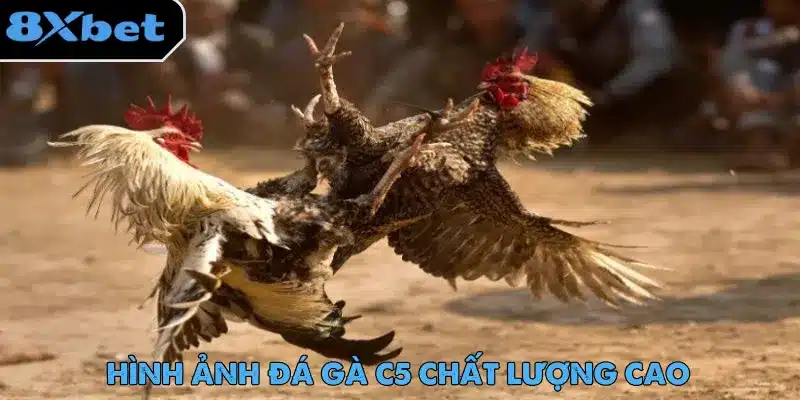 Đá Gà Trực Tiếp C5 - Trải Nghiệm Cược Hot Nhất 2025 Hình ảnh sắc nét chuẩn HD là điểm thu hút khi trải nghiệm đá gà trực tiếp C5
