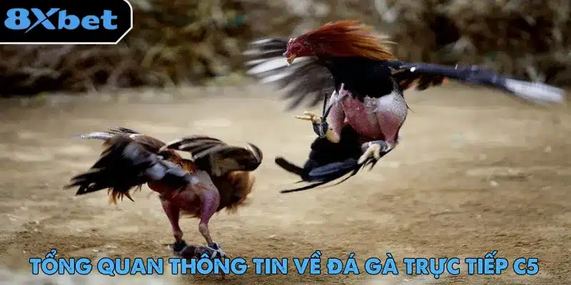 Đá Gà Trực Tiếp C5 - Trải Nghiệm Cược Hot Nhất 2025 Đá gà trực tiếp C5 với nhiều trận đấu phù hợp nhu cầu người chơi